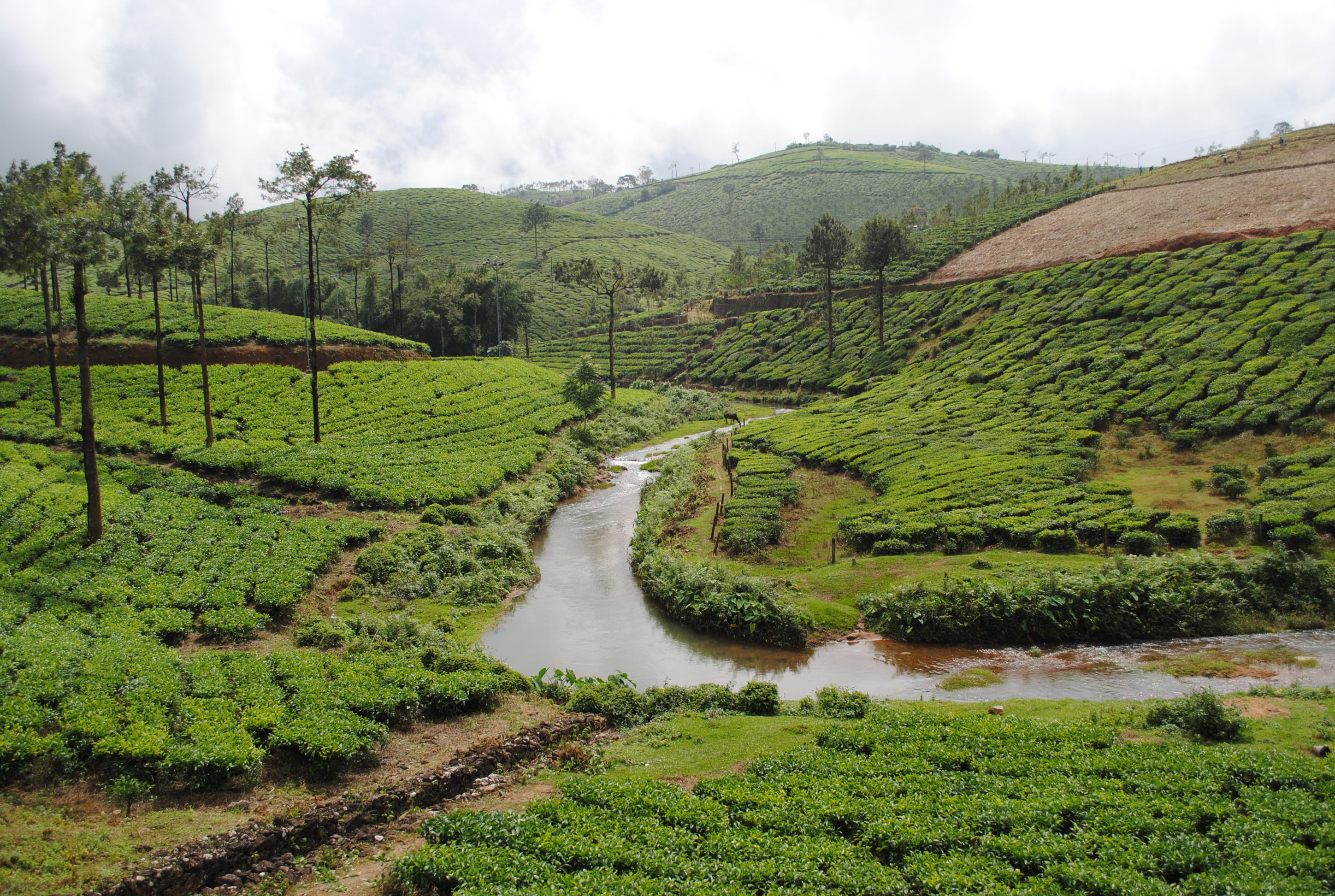 Kottayam