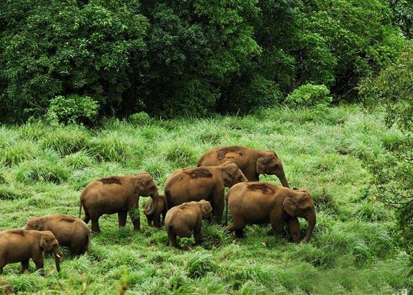 Thekkady