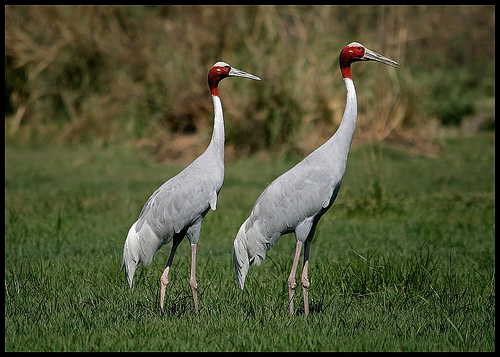 Sultanpur Bird Sanctuary